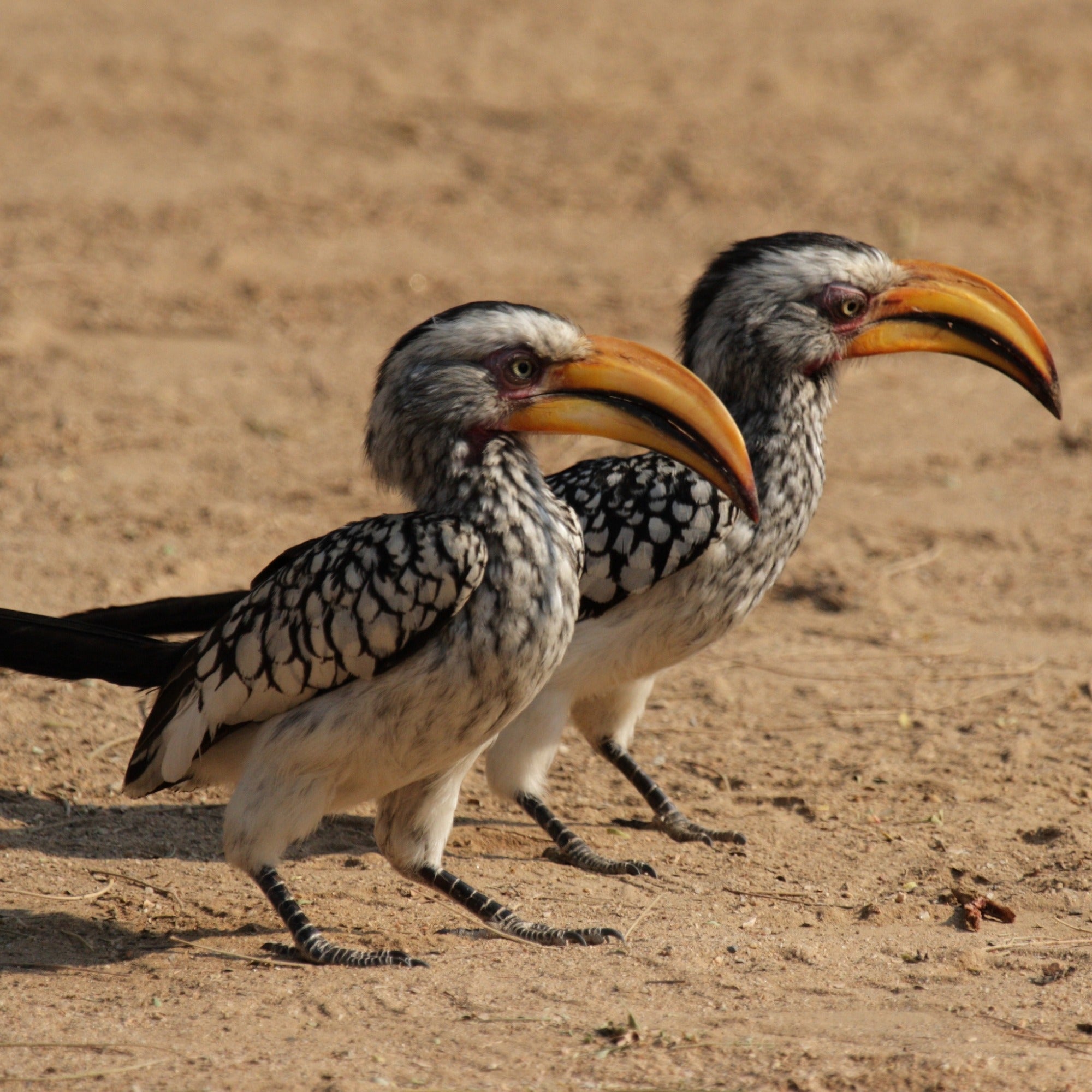 African Art Stone Hornbill Bookends Sculpture from Zimbabwe 15 cm - FriendlyTradingCo