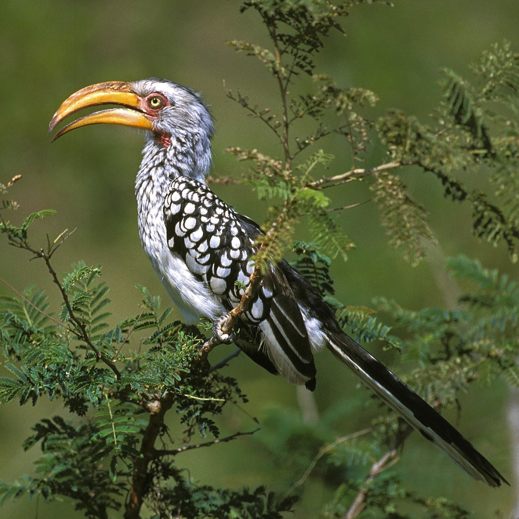 African Art Stone Hornbill Bookends Sculpture from Zimbabwe 15 cm - FriendlyTradingCo