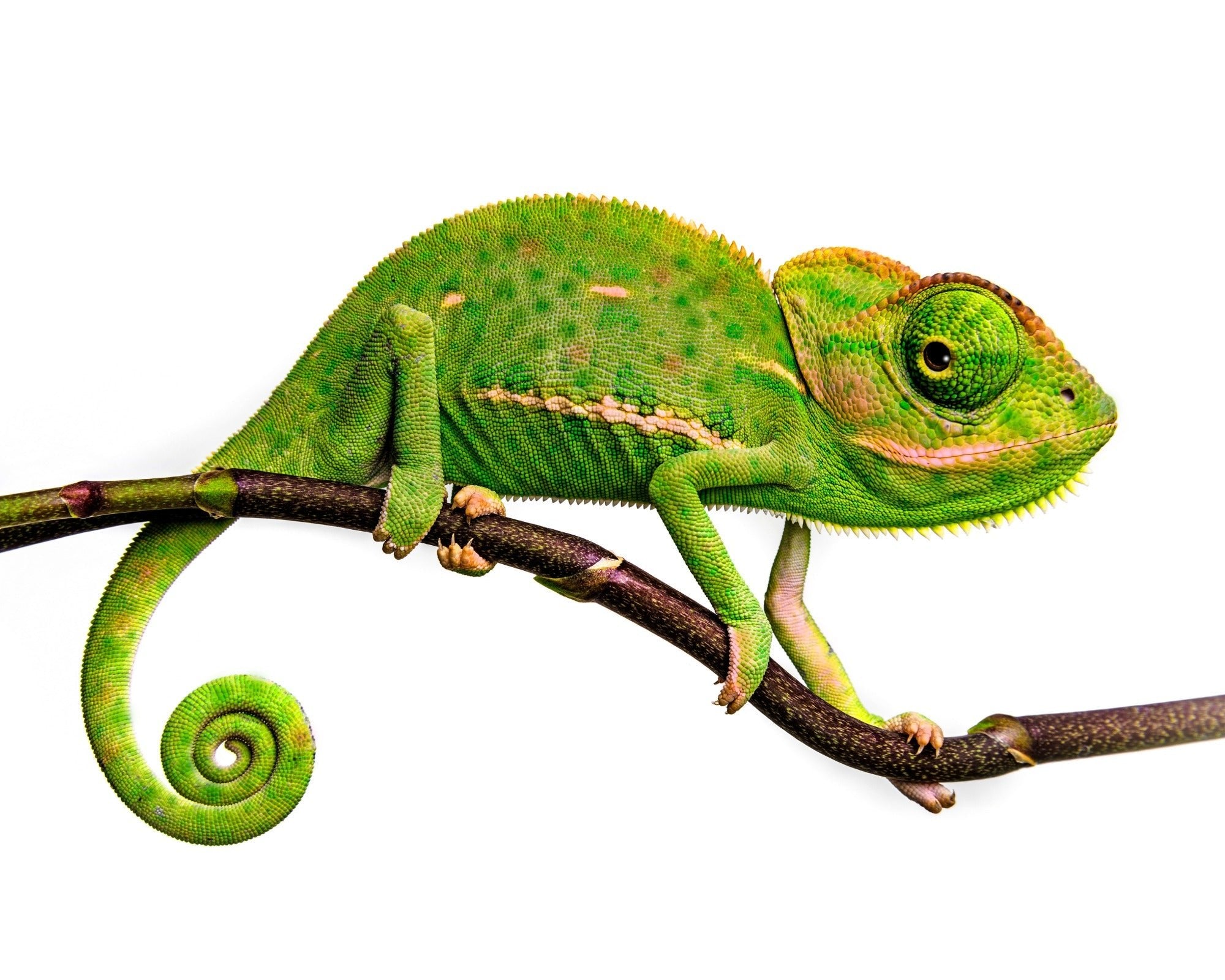 African Chameleon Lizard Sculpture in Serpentine Stone // Single / Double / Triple // with storycard - FriendlyTradingCo