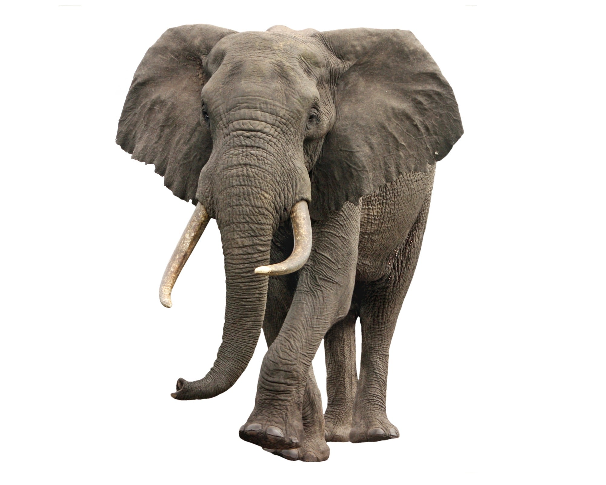 African Elephant Stone Sculpture by Zimbabwe artists 28cm 3kg with Storycard - FriendlyTradingCo