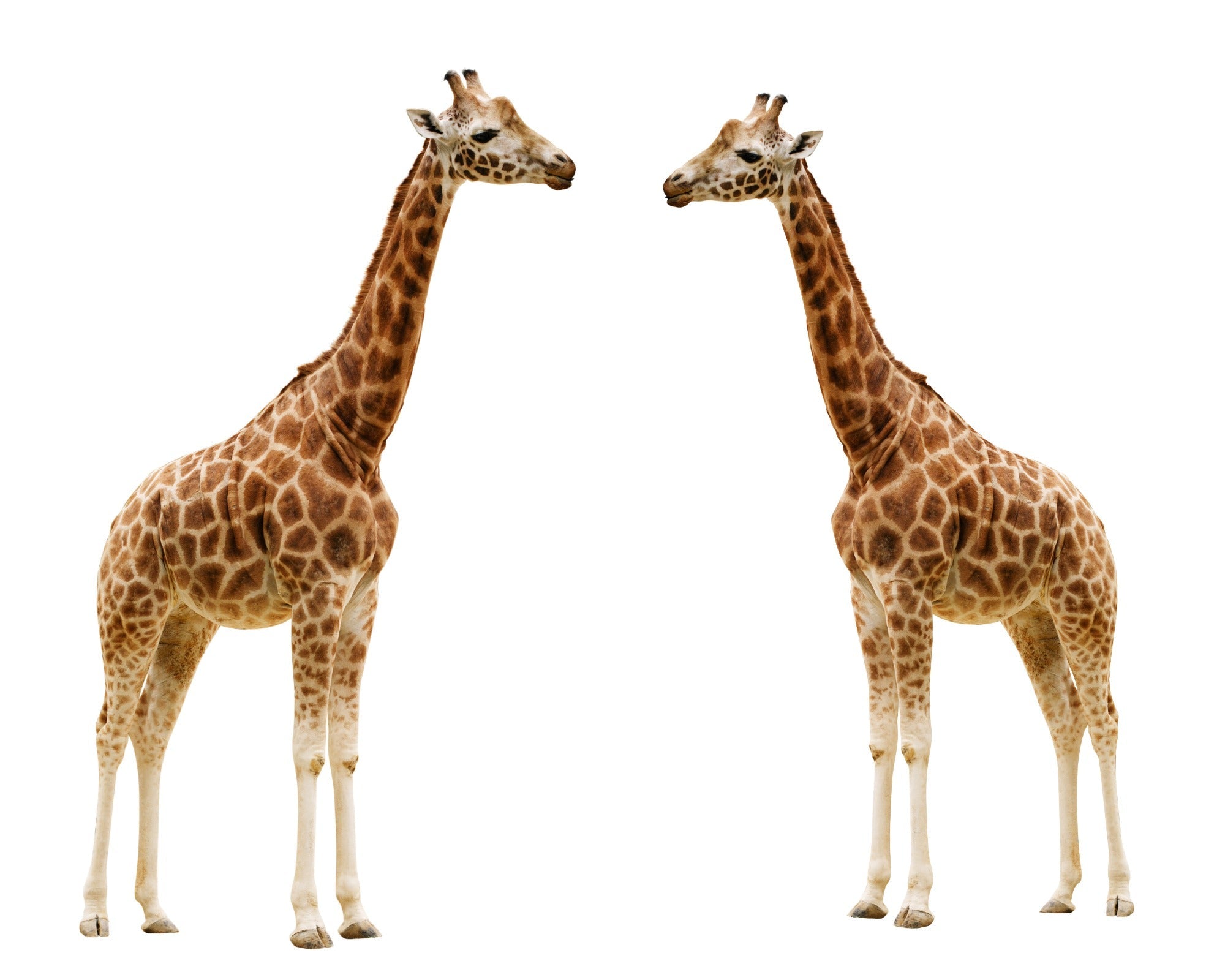 African Giraffe Carving in Wood // Handcrafted tall, heavy Jacaranda wood Giraffe Carving // 12 inch / 30 cm Giraffe // including storycard - FriendlyTradingCo