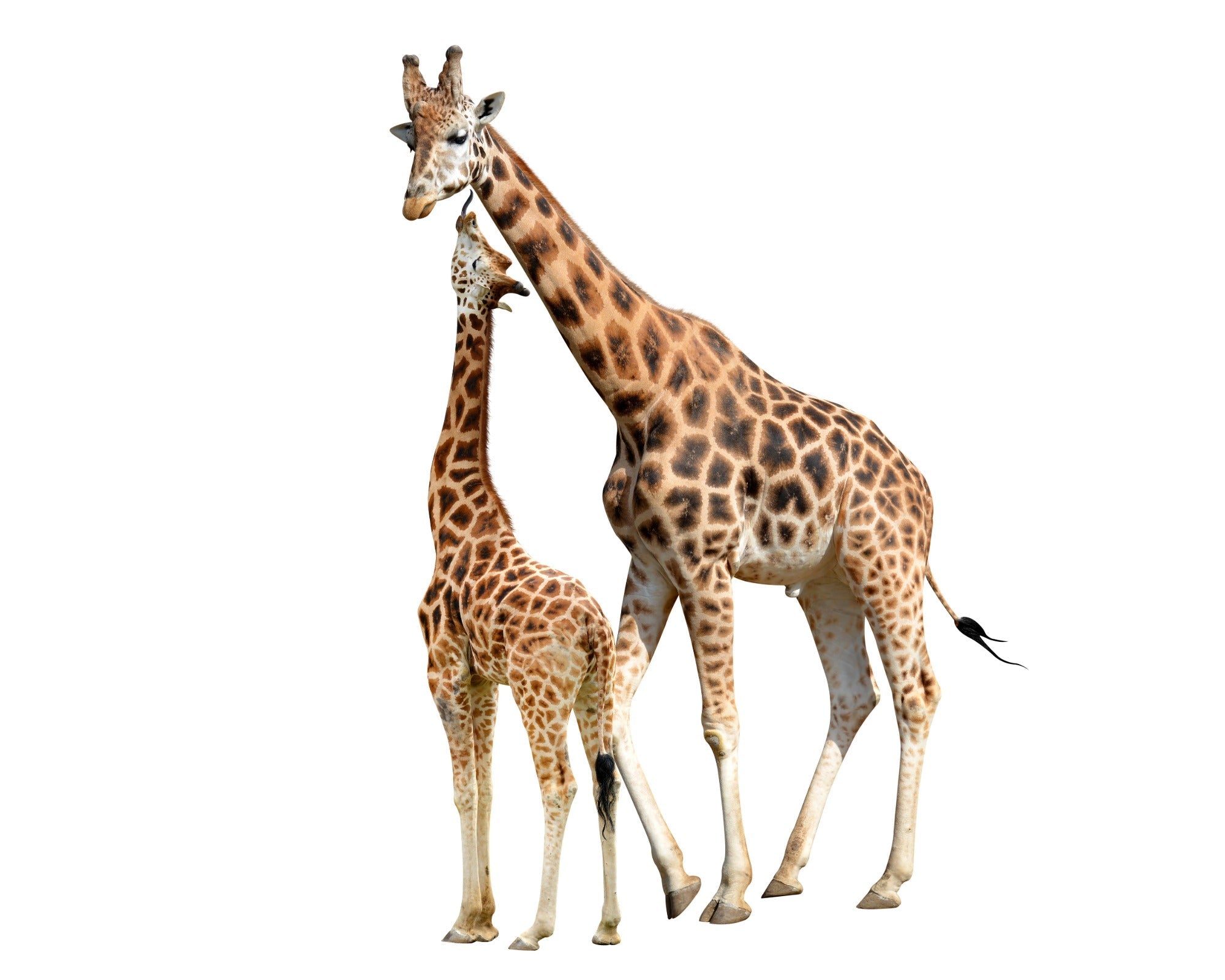 African Giraffe Carving in Wood // Tall: 4 foot (120 cm) // Handcrafted // Storycard - FriendlyTradingCo