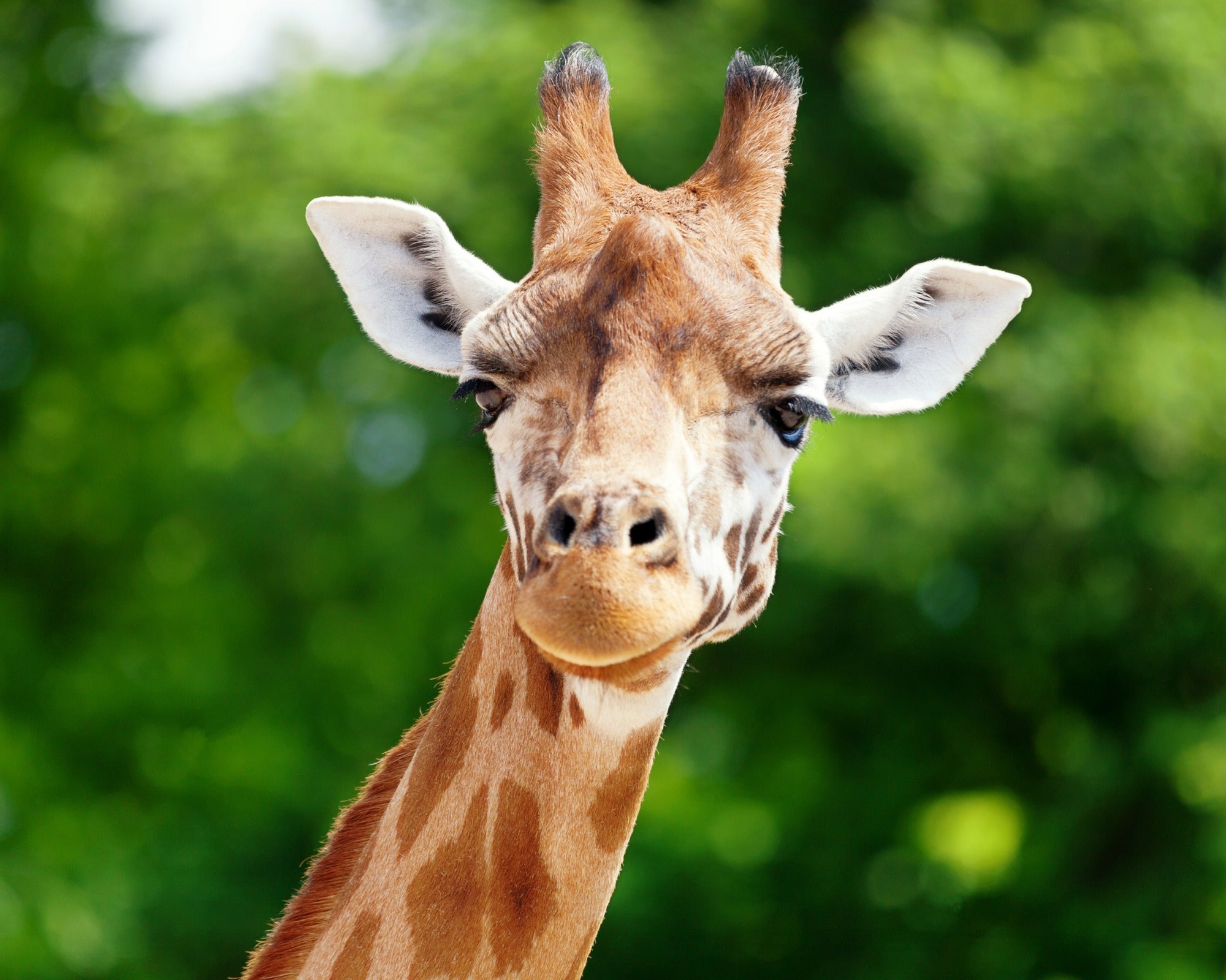 African Giraffe Carving in Wood // Tall: 4 foot (120 cm) // Handcrafted // Storycard - FriendlyTradingCo