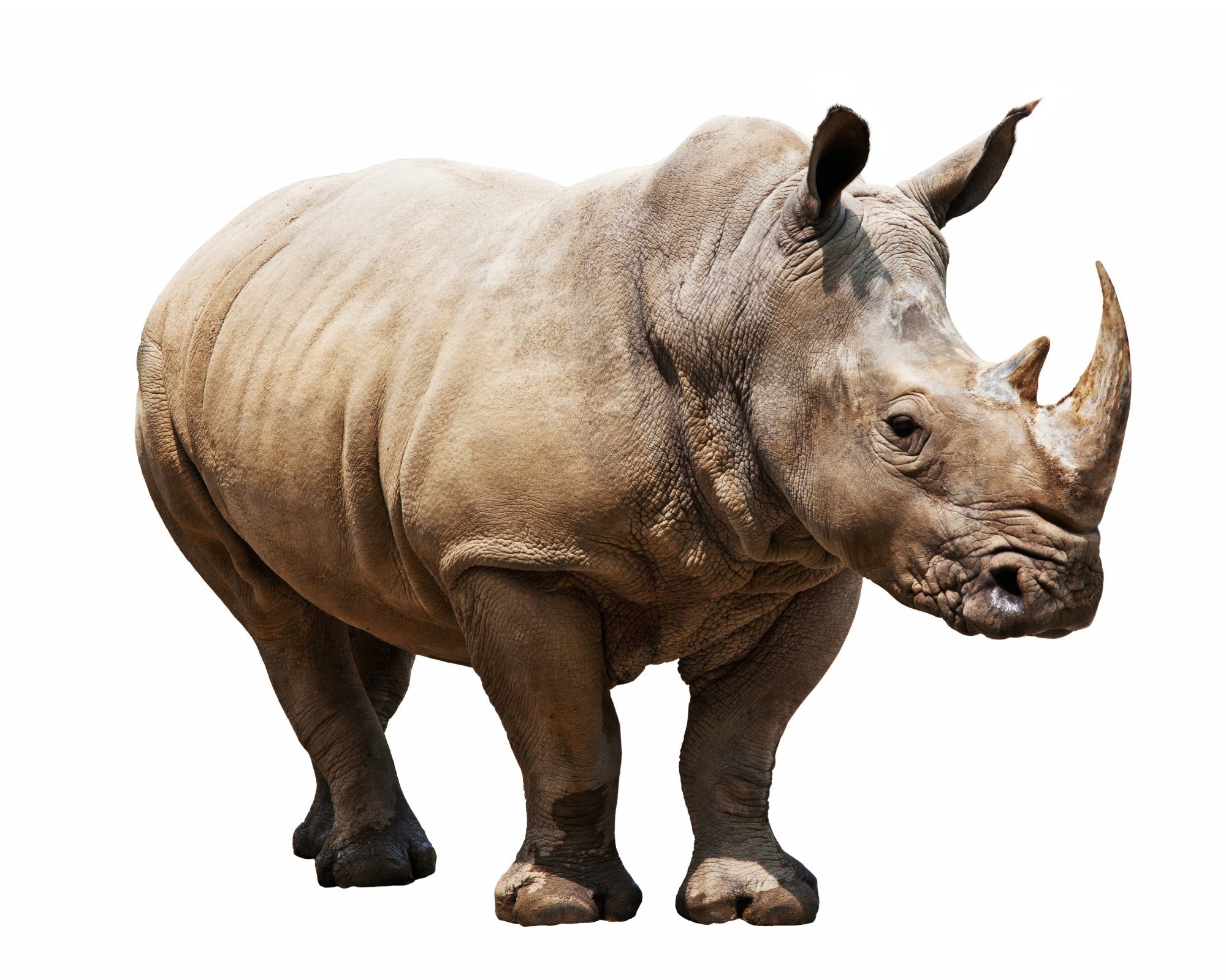 African Rhino Stone Sculpture by Zimbabwe artists 22cm 3kg - FriendlyTradingCo