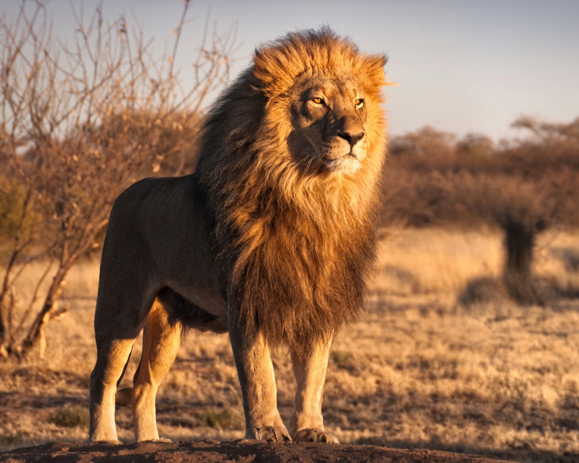 African Stone Lion Sculpture 20cm, 10 cm, 5 cm handcrafted in Africa - FriendlyTradingCo