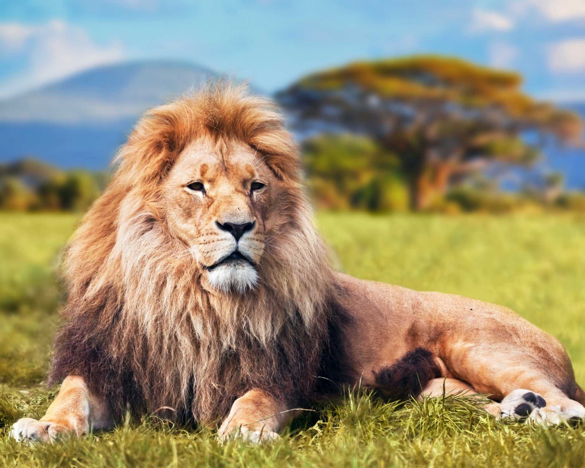 African Stone Lion Sculpture 20cm, 10 cm, 5 cm handcrafted in Africa - FriendlyTradingCo