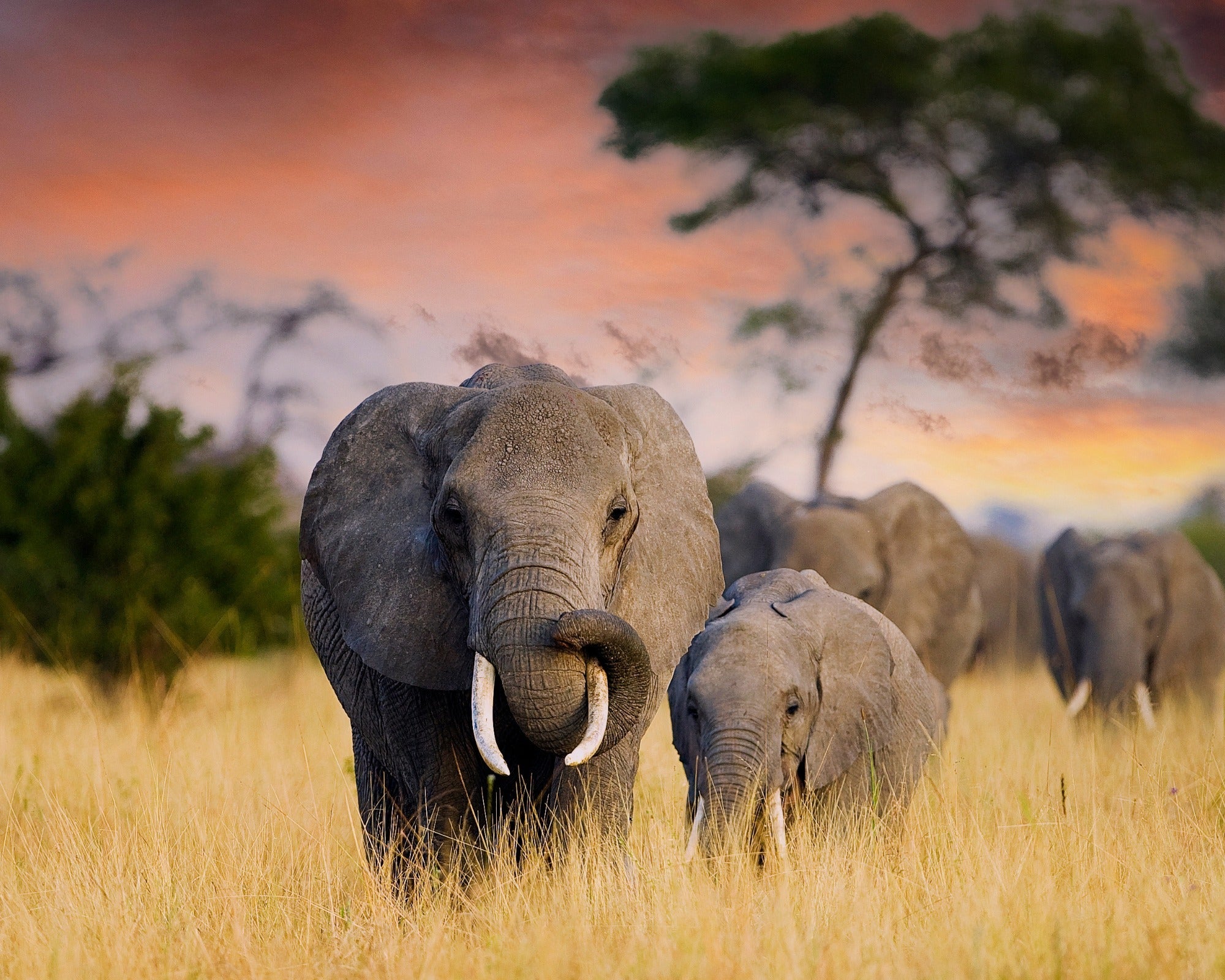 African Stone Small Red Elephant Sculpture // 8 x 5cm // Natural Stone Design + Storycard - FriendlyTradingCo