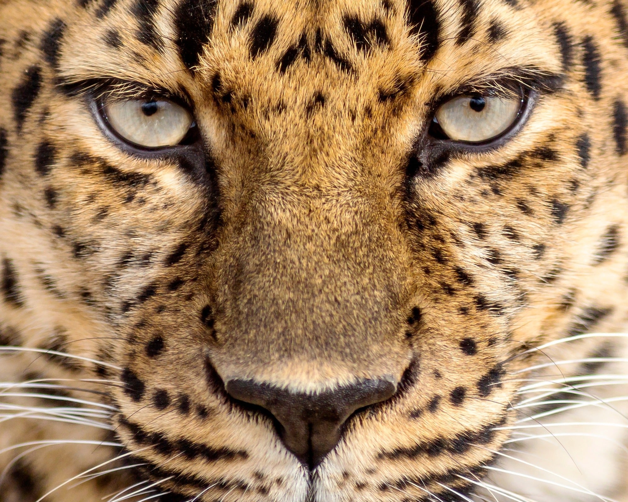 African Stone Wildlife // Handcrafted Leopard Sculpture 20cm //with Story - card - FriendlyTradingCo