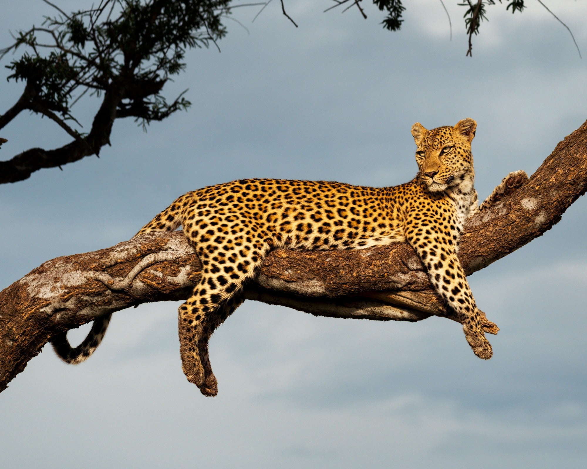 African Stone Wildlife // Handcrafted Leopard Sculpture 20cm //with Story - card - FriendlyTradingCo