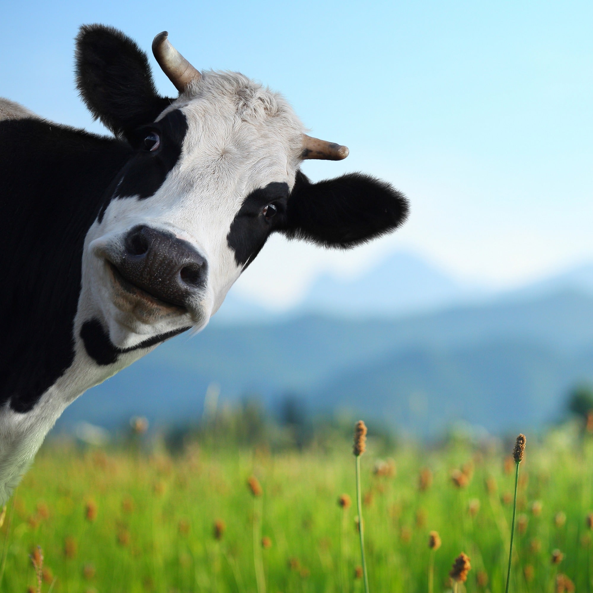 Brightly - coloured Abstract Cow sculpture // handmade in stone 17 cm // with Story - card - FriendlyTradingCo