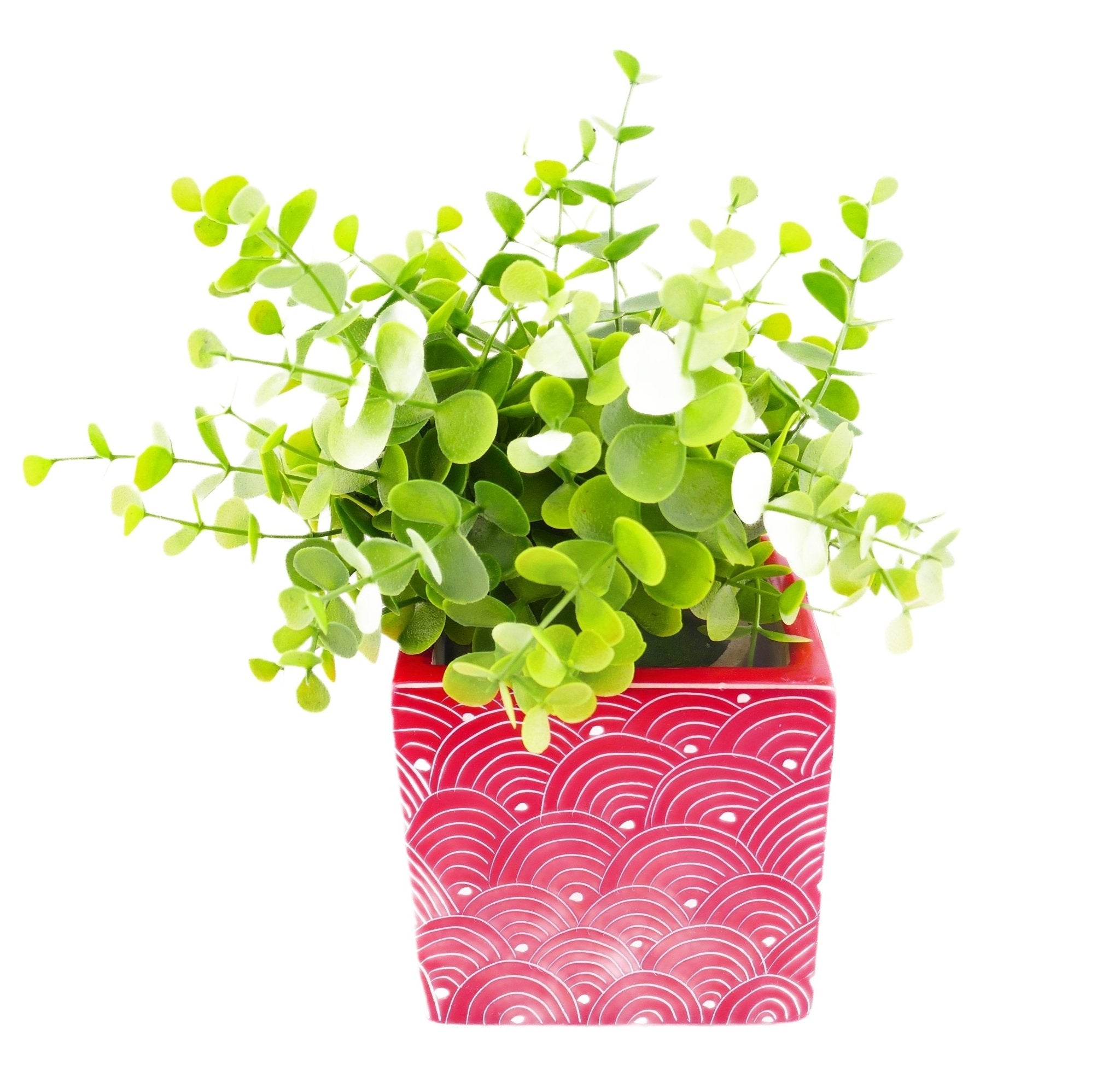 Cube Stone Planter hand made 10cm with Storycard many colours - FriendlyTradingCo