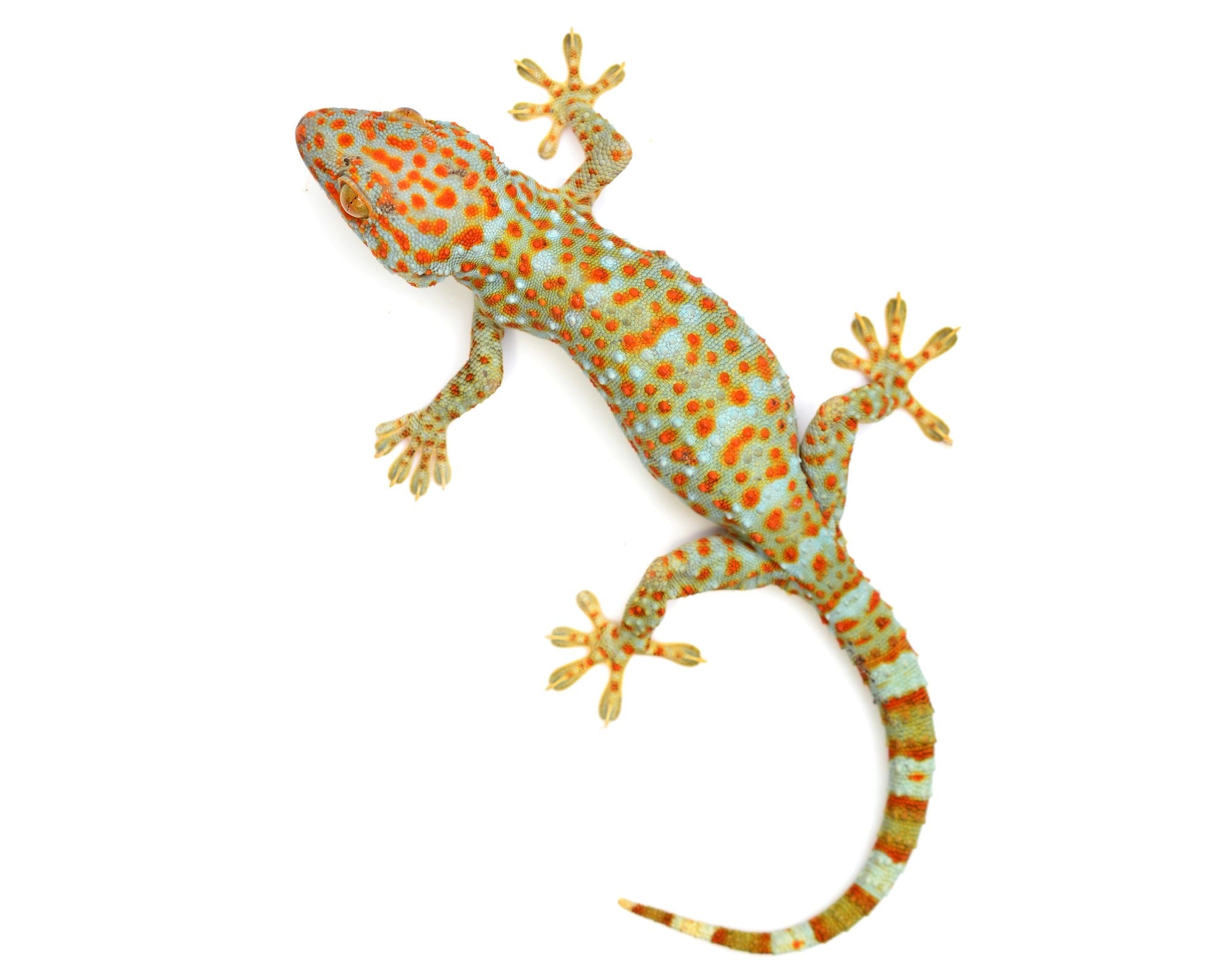 Handcrafted Gecko Lizard Design Stone Jewellery Box 10cm with Storycard - FriendlyTradingCo