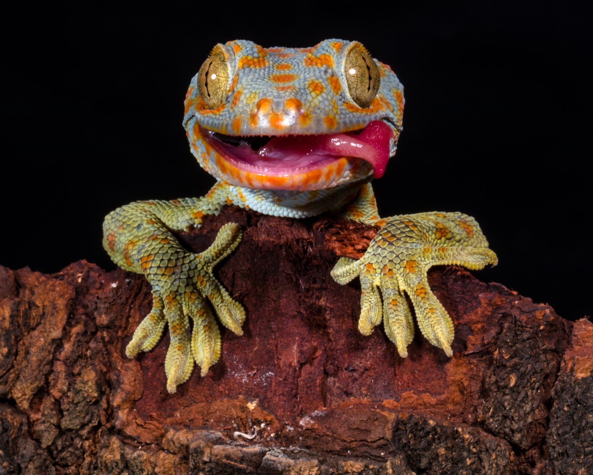 Metal Colourful Beaded Gecko // 14 cm // Hook, hang or Perch your Lizard - FriendlyTradingCo