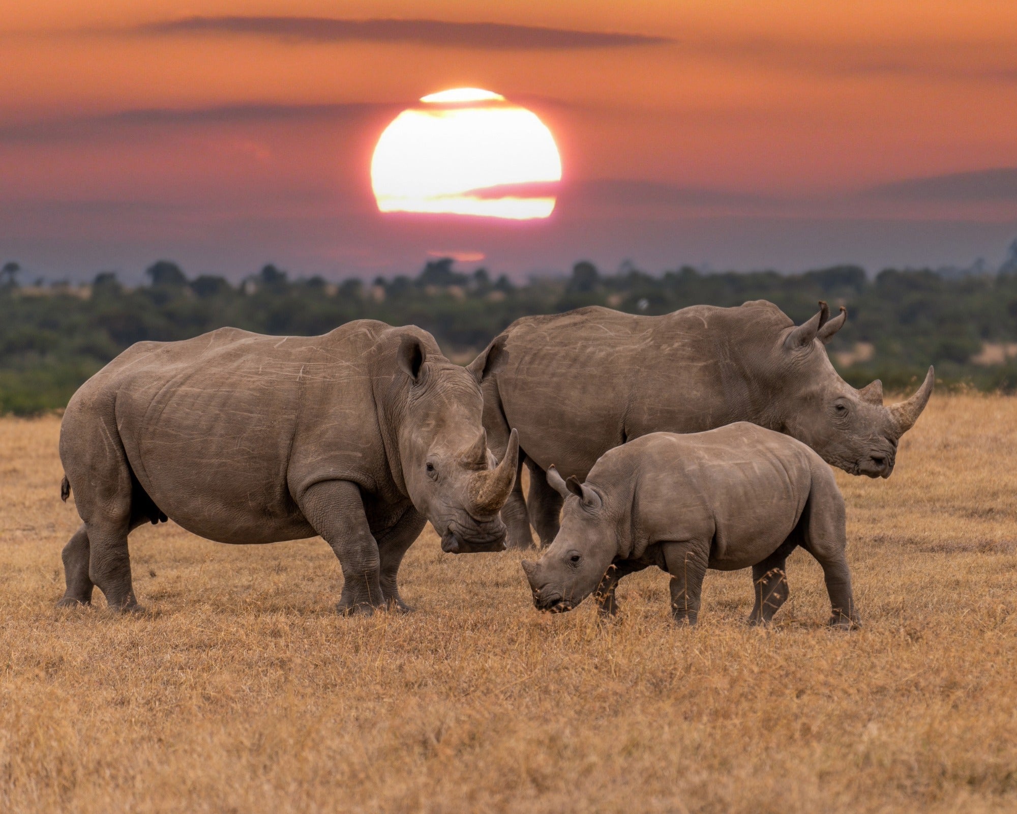 Mini stone Rhino // Handmade African Wild Animal Keepsake // Healing Animal Totem // 8 x 5 cm handcrafted +storycard - FriendlyTradingCo