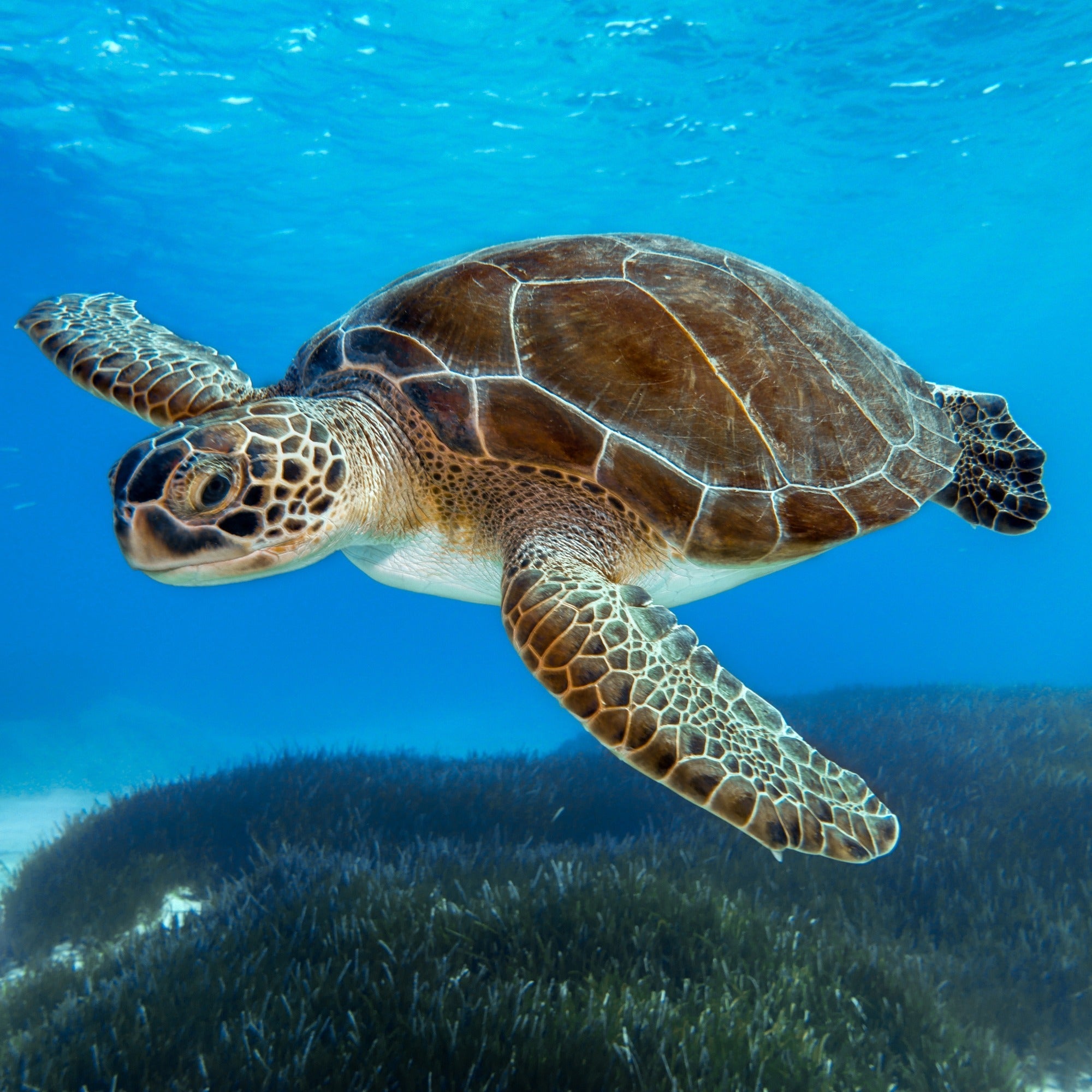 Mini stone Turtle // Handmade Sea Creature Keepsake // Healing Animal Totem // 8 x 5 cm handcrafted +storycard - FriendlyTradingCo