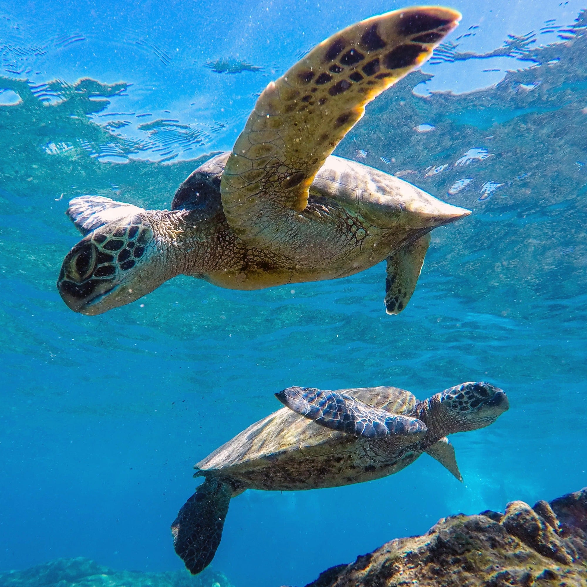 Mini stone Turtle // Handmade Sea Creature Keepsake // Healing Animal Totem // 8 x 5 cm handcrafted +storycard - FriendlyTradingCo