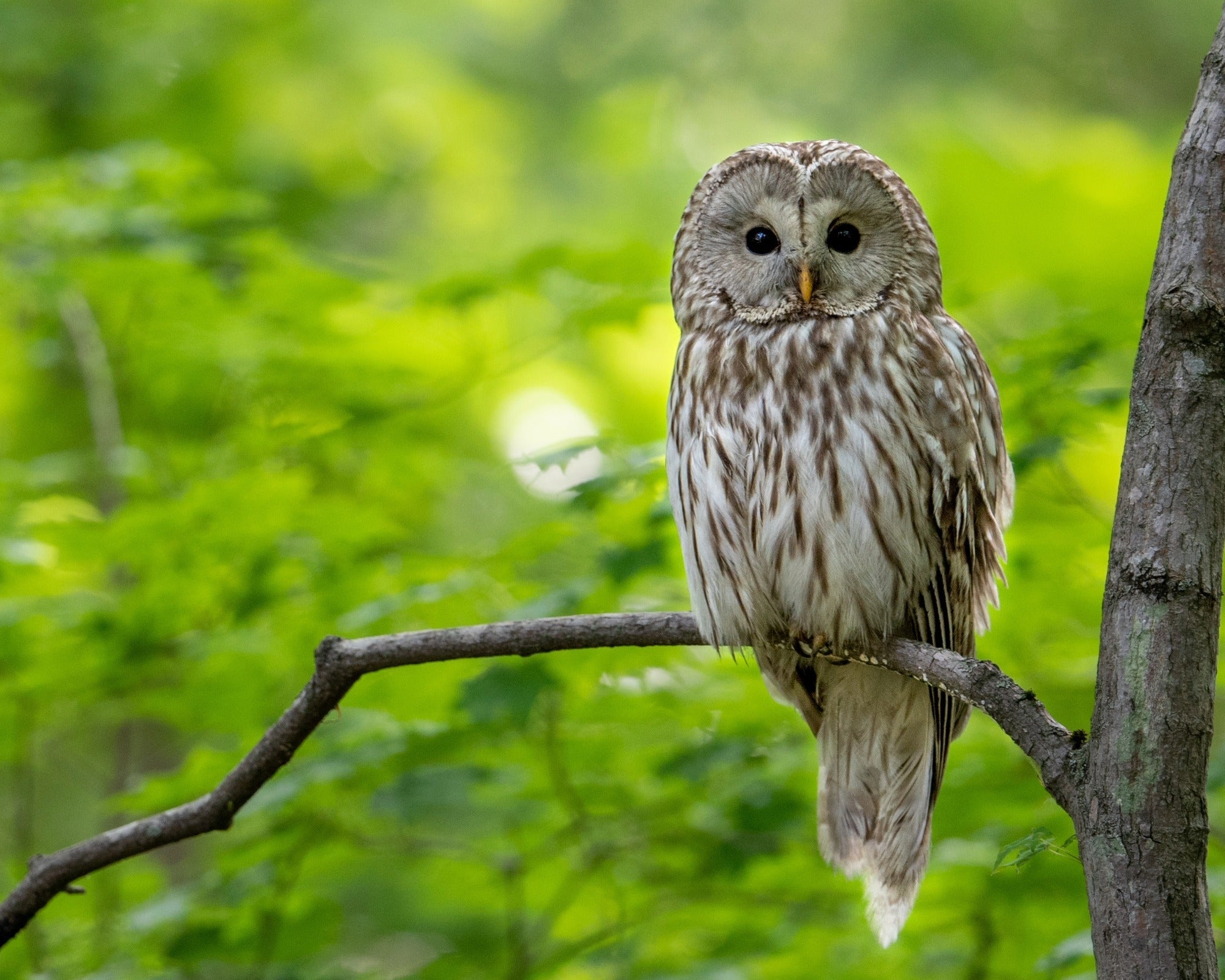 My Spirit Animal – Hand - Carved Soapstone Companions // Owl // Spiritual identity // 7 cm with Gift Box & story card - FriendlyTradingCo