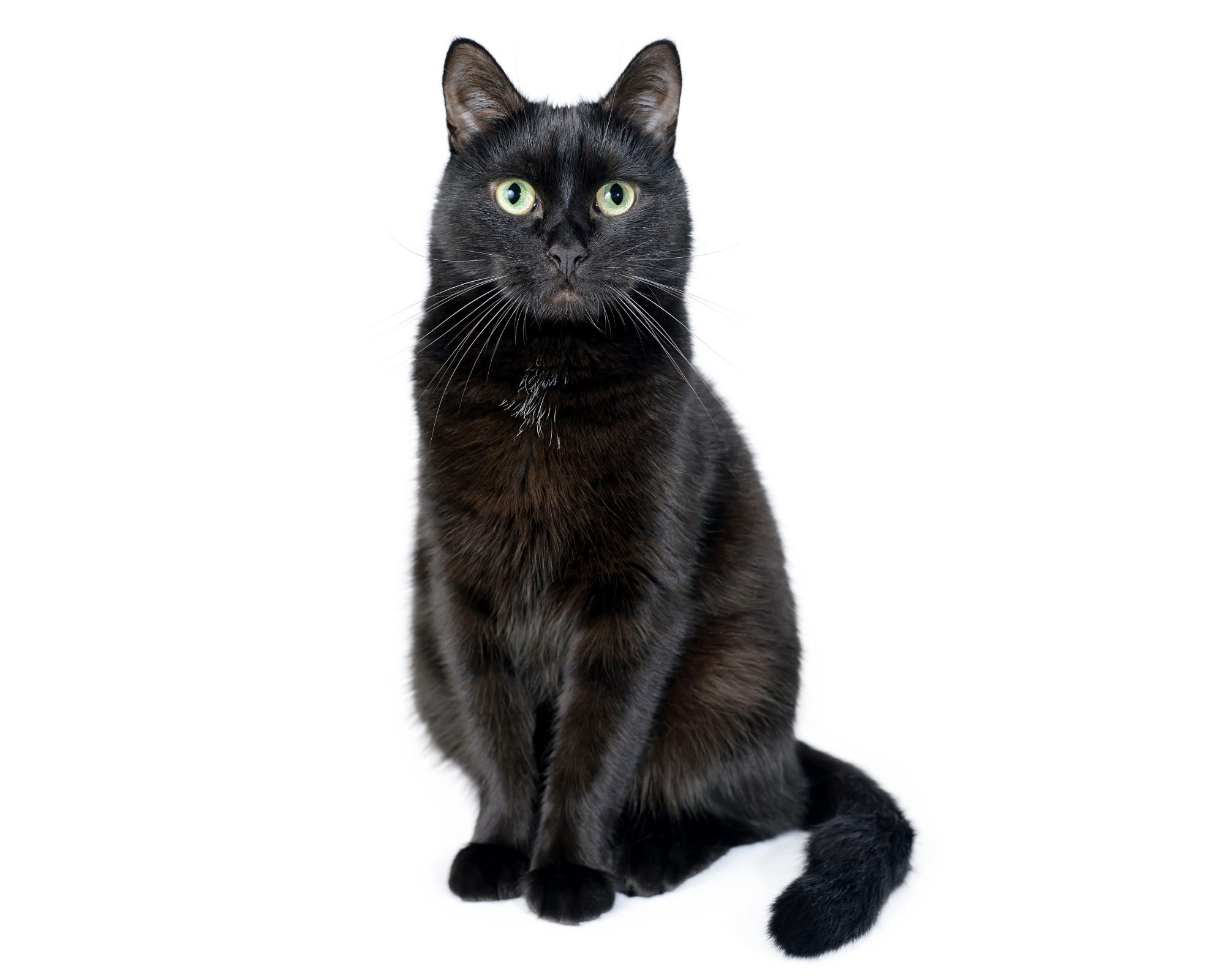 Sitting Black Cat Sculpture in Stone // 20 cm / 8 inch // handcrafted // with Story - card - FriendlyTradingCo