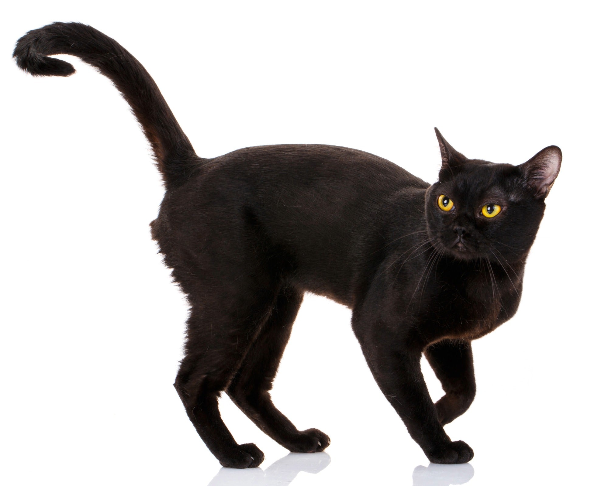 Sitting Black Cat Sculpture in Stone // 20 cm / 8 inch // handcrafted // with Story - card - FriendlyTradingCo