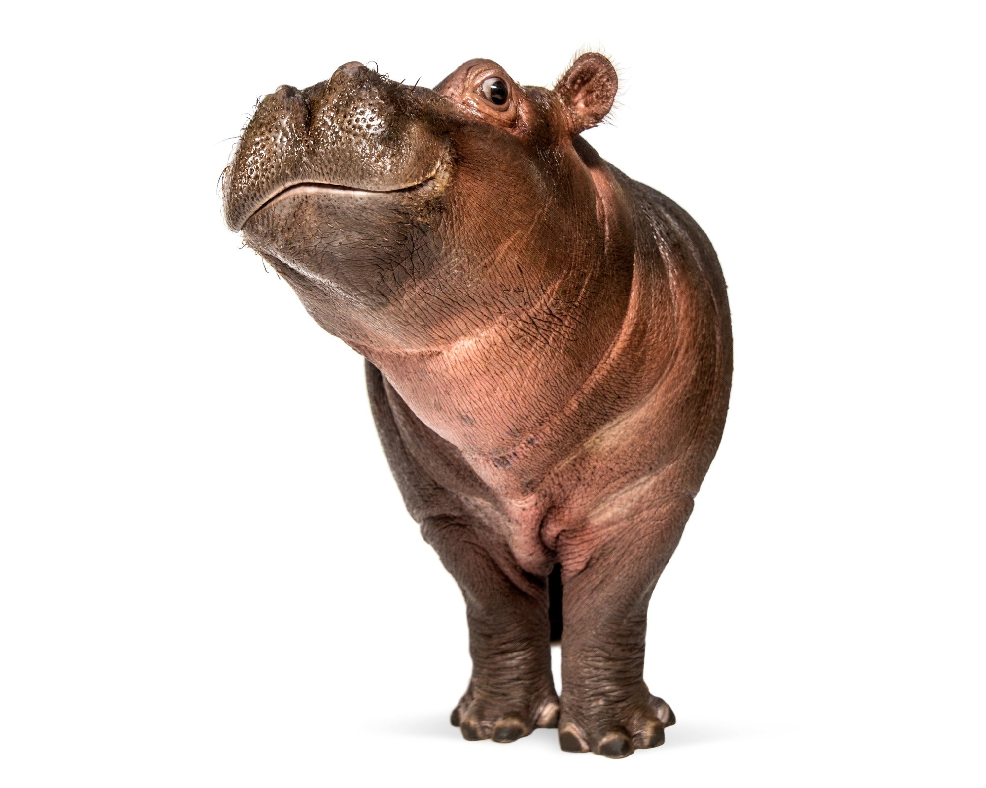 Small stone Hippo // Handmade African Wild Animal Keepsake // Healing Animal Totem // 8 x 5 cm handcrafted + storycard - FriendlyTradingCo