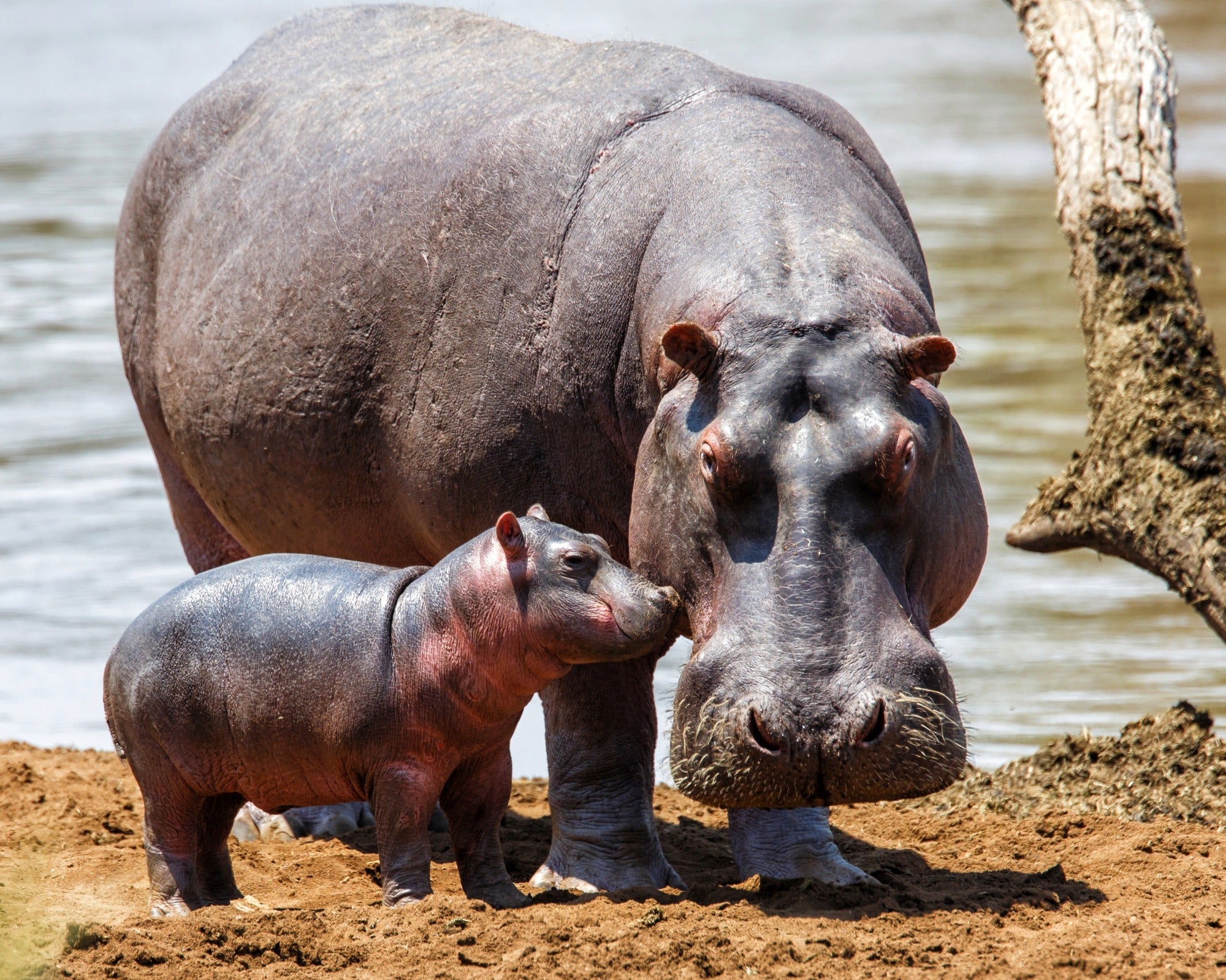 Small stone Hippo // Handmade African Wild Animal Keepsake // Healing Animal Totem // 8 x 5 cm handcrafted + storycard - FriendlyTradingCo
