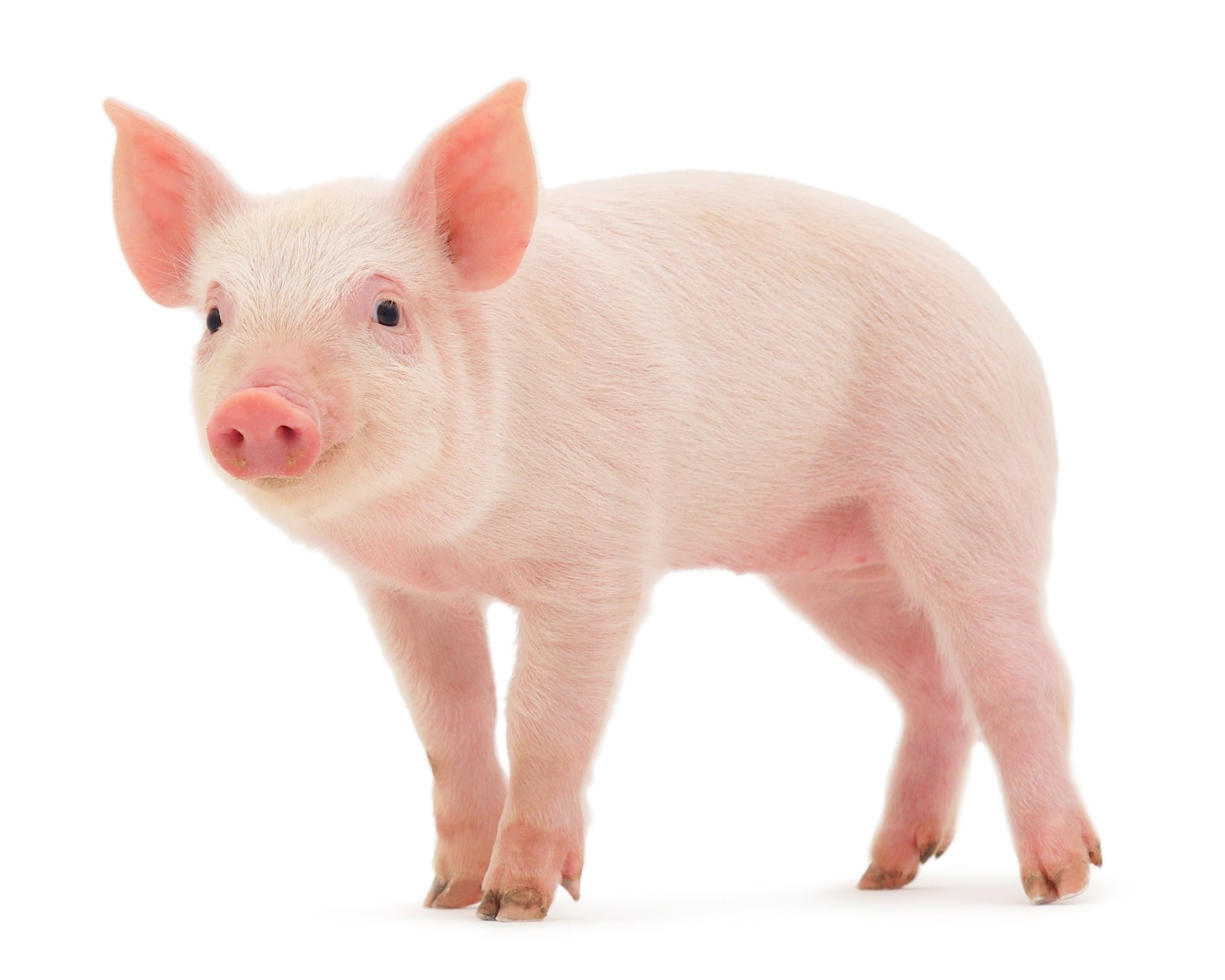 Stone Pig Sculpture 20cm / 8 inch with Story - card - FriendlyTradingCo