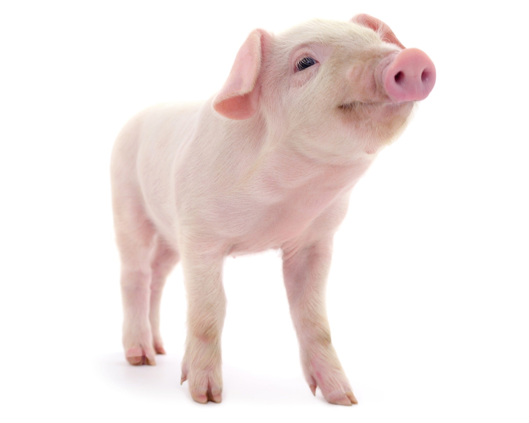 Three Little Pigs in soapstone 10cm or 5cm with Story - card - FriendlyTradingCo